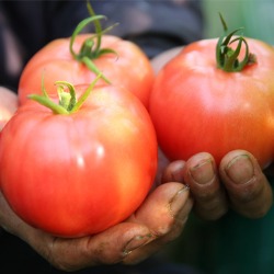 20년의 유기농 담양 완숙토마토 3kg